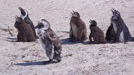 Esel-Schwarzfußpinguine-Sonnen-Sich-An-Einem-Strand-Am-Kap-Der-Guten-Hoffnung-In-Südafrika