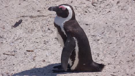 Gute-Nahaufnahme-Von-Jackass-Black-Footed-Pinguin-An-Einem-Strand-Am-Kap-Der-Guten-Hoffnung-Südafrika-1