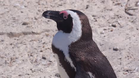 Buen-Cierre-De-Jackass-Pingüino-De-Patas-Negras-En-Una-Playa-En-El-Cabo-De-Buena-Esperanza,-Sudáfrica-2