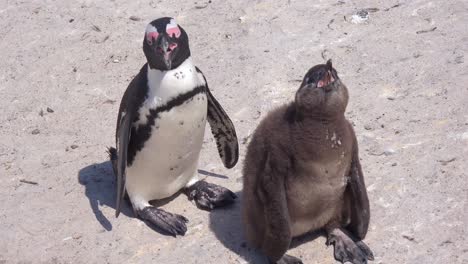 Jackass-Schwarzfüßige-Pinguinmutter-Und-Weinendes-Baby-An-Einem-Strand-Am-Kap-Der-Guten-Hoffnung-In-Südafrika