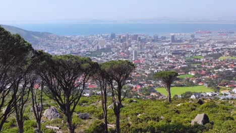 Aerial-reveal-skyline-of-downtown-Cape-Town-South-Africa-from-hillside-with-acacia-tree-in-foreground