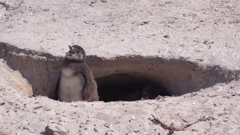 Gute-Nahaufnahme-Von-Jackass-Black-Footed-Pinguin-An-Einem-Strand-Am-Kap-Der-Guten-Hoffnung-Südafrika-3