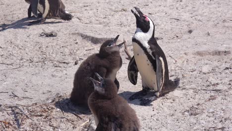 Jackass-black-footed-penguins-sun-themselves-on-a-beach-on-the-Cape-of-Good-Hope-South-Africa-2