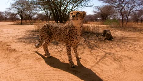 Two-African-cheetahs-are-fed-and-look-attentive-at-a-cheetah-conservation-center