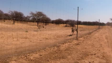Three-African-cheetahs-run-in-slow-motion-behind-a-fence-at-a-cheetah-rehabilitation-center-in-Africa
