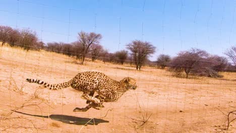 Afrikanische-Geparden-Großkatzen-Laufen-In-Zeitlupe-Hinter-Einem-Zaun-In-Einem-Geparden-Rehabilitations--Und-Naturschutzzentrum-In-Afrika