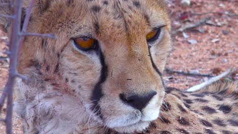 Schöne-Nahaufnahme-Eines-Geparden-Mit-Gefühlvollen-Braunen-Augen,-Die-In-Die-Ferne-Auf-Den-Ebenen-Afrikas-Schauen-1