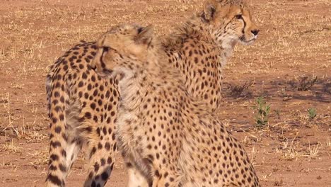 Zwei-Große-Katzen-Geparden-Posieren-In-Silhouette-Auf-Den-Ebenen-Afrikas