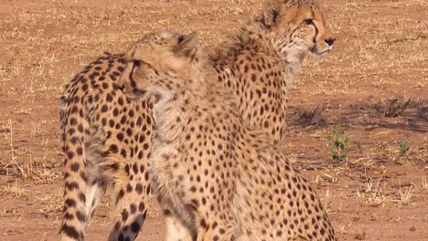 Dos-Grandes-Felinos-Guepardos-Posan-En-Silueta-En-Las-Llanuras-De-África