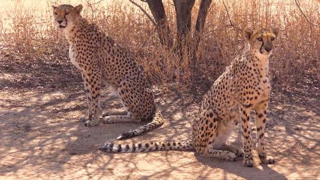 Two-big-cat-cheetahs-pose-together-on-the-plains-of-Africa