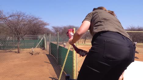 Eine-Arbeiterin-Füttert-Geparden-Frisches-Rotes-Fleisch-In-Einem-Geparden-Rehabilitations--Und-Naturschutzzentrum-In-Namibia-Afrika