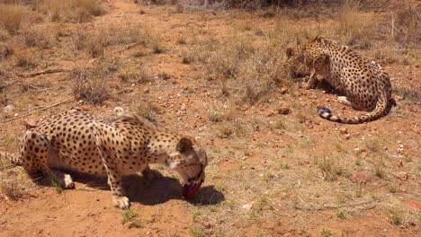 Zwei-Schöne-Geparden-Essen-Frisches-Rotes-Fleisch-Auf-Den-Ebenen-Afrikas