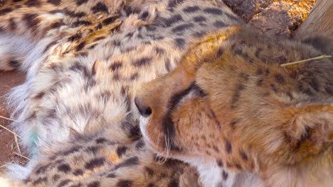 Ein-Schöner-Gepard-Dreht-Sich-Um-Und-Schaut-Direkt-In-Die-Kamera-Schöne-Große-Katze-Auf-Safari-In-Afrika
