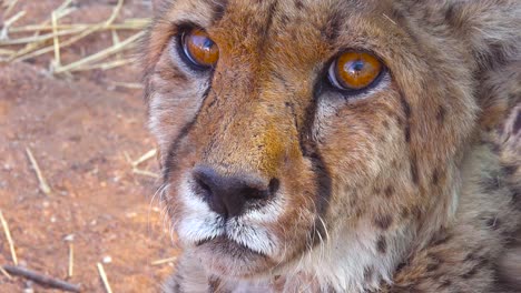 Schöne-Nahaufnahme-Eines-Geparden-Mit-Gefühlvollen-Braunen-Augen,-Die-Auf-Den-Ebenen-Afrikas-In-Die-Ferne-Schauen-2