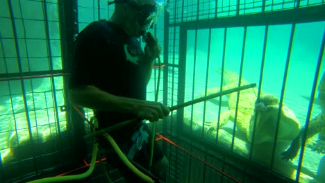 A-man-cage-dives-with-African-crocodiles-on-the-Zambezi-River-in-Zimbabwe-Africa-feeding-them-bait-from-a-stick