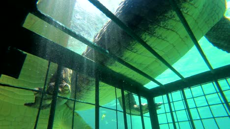 Giant-crocodiles-attack-a-cage-during-a-dive-on-the-Zambezi-River-in-Zimbabwe-Africa