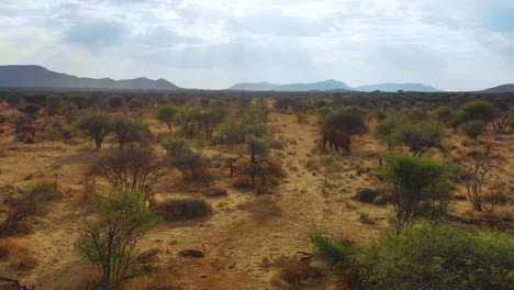 Una-Antena-Sobre-Un-Magnífico-Elefante-Solitario-De-Pie-En-La-Sabana-De-África-En-El-Parque-Erindi,-Namibia