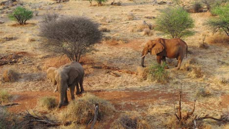 Tolle-Drohnenantenne-über-Zwei-Schöne-Afrikanische-Elefanten-In-Der-Savanne-In-Afrika-Auf-Safari-Im-Erindi-Park-Namibia