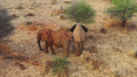 Tolle-Drohnenantenne-über-Zwei-Wunderschöne-Afrikanische-Elefanten-In-Der-Savanne-In-Afrika-Auf-Safari-Im-Erindi-Park-Namibia-1
