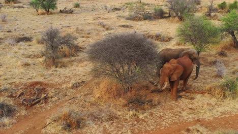 Tolle-Drohnenantenne-über-Zwei-Wunderschöne-Afrikanische-Elefanten-In-Der-Savanne-In-Afrika-Auf-Safari-Im-Erindi-Park-Namibia-2