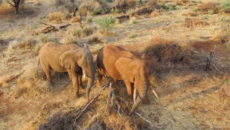 Tolle-Drohnenantenne-über-Zwei-Wunderschöne-Afrikanische-Elefanten-In-Der-Savanne-In-Afrika-Auf-Safari-Im-Erindi-Park-Namibia-3