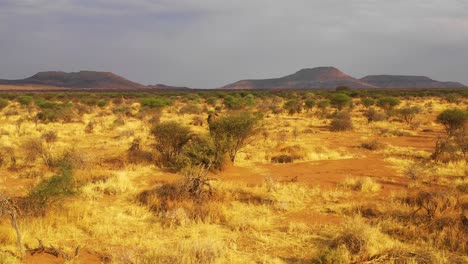 Herrliche-Drohnenantenne-über-Einem-Schönen-Solo-Elefanten,-Der-Bei-Sonnenuntergang-Auf-Safari-Im-Erindi-Park-In-Namibia-In-Der-Savanne-In-Afrika-Spaziert