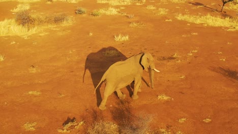 Drone-aerial-over-a-solo-beautiful-elephant-walking-on-the-savannah-in-Africa-at-sunset-on-safari-in-Erindi-Park-Namibia
