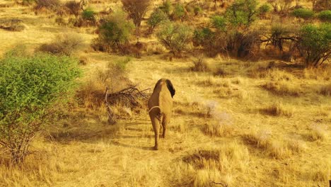 Drohnenantenne-über-Einem-Schönen-Solo-Elefanten,-Der-Bei-Sonnenuntergang-Auf-Der-Safari-Im-Erindi-Park-In-Namibia-Auf-Der-Savanne-In-Afrika-Spaziert-1