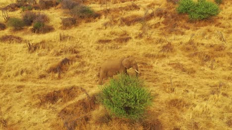 Drohnenantenne-über-Einem-Schönen-Solo-Elefanten,-Der-Bei-Sonnenuntergang-Auf-Der-Safari-Im-Erindi-Park-In-Namibia-Auf-Der-Savanne-In-Afrika-Spaziert-2