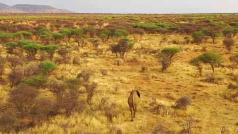 Herrliche-Drohnenantenne-über-Einem-Schönen-Solo-Elefanten,-Der-Bei-Sonnenuntergang-Auf-Der-Safari-Im-Erindi-Park-In-Namibia-Auf-Der-Savanne-In-Afrika-Spaziert-1