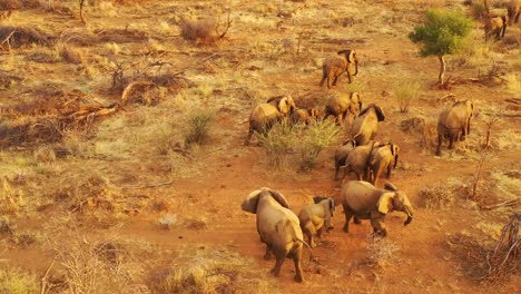 Drohnenantenne-über-Einer-Riesigen-Familienherde-Afrikanischer-Elefanten,-Die-Sich-Durch-Den-Busch-Und-Die-Savanne-Afrikas-Bewegt-Erindi-Park-Namibia-1