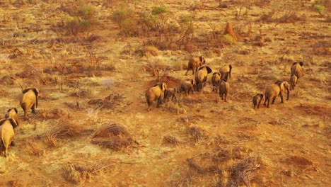 Drohnenantenne-über-Einer-Riesigen-Familienherde-Afrikanischer-Elefanten,-Die-Sich-Durch-Den-Busch-Und-Die-Savanne-Afrikas-Bewegt-Erindi-Park-Namibia-2