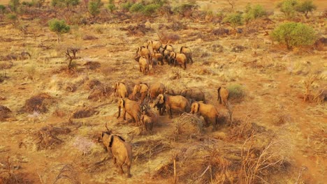 Unglaubliche-Drohnenantenne-über-Einer-Riesigen-Familienherde-Afrikanischer-Elefanten,-Die-Sich-Durch-Den-Busch-und-Die-Savanne-Afrikas-Bewegt-Erindi-Park-Namibia