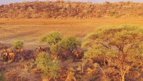 Unglaubliche-Drohnenantenne-über-Einer-Riesigen-Familienherde-Afrikanischer-Elefanten,-Die-Sich-Durch-Den-Busch-Und-Die-Savanne-Afrikas-Bewegt-Erindi-Park-Namibia-3
