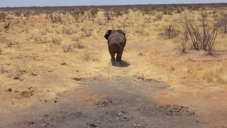 Ein-Frecher-Jugendlicher-Elefant-Bewegt-Sich-Mit-Haltung-Durch-Die-Afrikanische-Savanne-Im-Etosha-Park-Namibia