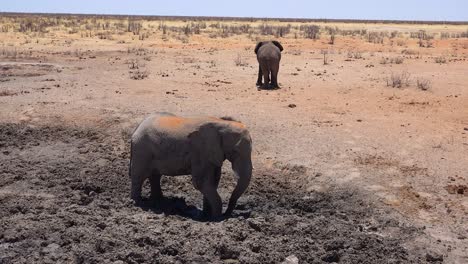 A-young-elephant-bathes-in-mud-at-a-watering-hole-on-the-African-savannah-with-in-Etosha-Park-Namibia