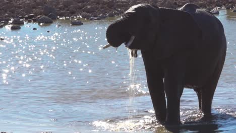 Un-Elefante-Bebe-Agua-En-Un-Abrevadero-Africano-En-El-Parque-Nacional-De-Etosha,-Namibia