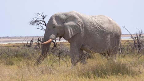 Hermoso-Y-Raro-Elefante-Blanco-En-El-Salar-Cubierto-De-Polvo-Blanco-En-El-Parque-Nacional-De-Etosha,-Namibia,-África