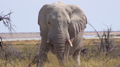 Wunderschöner-Und-Seltener-Weißer-Elefant-Auf-Der-Salzpfanne,-Bedeckt-Mit-Weißem-Staub-Im-Etosha-Nationalpark-Namibia-Afrika-1