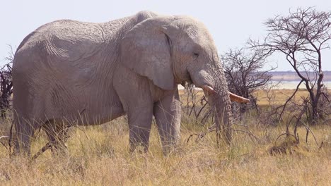 Wunderschöner-Und-Seltener-Weißer-Elefant-Auf-Der-Salzpfanne,-Bedeckt-Mit-Weißem-Staub-Im-Etosha-Nationalpark-Namibia-Afrika-2n