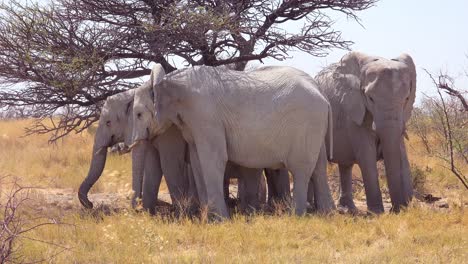 Los-Elefantes-Blancos-Raros-Buscan-Sombra-En-El-Salar-Cubierto-De-Polvo-Blanco-En-El-Parque-Nacional-De-Etosha,-Namibia,-África
