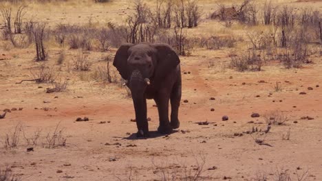 A-young-male-elephant-in-musth-walks-with-swagger-and-trunk-swinging-on-the-savannah-plains-of-Africa