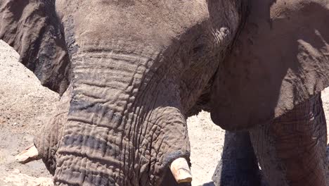 Nahaufnahme-Eines-Afrikanischen-Elefanten,-Der-Seinen-Rüssel-Benutzt,-Um-An-Einer-Wasserstelle-Im-Etosha-Nationalpark-Namibia-2-Zu-Trinken