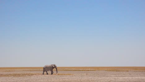 A-remarkable-shot-of-two-African-elephants-crossing-a-flat-dry-plain-in-Etosha-National-Park-Namibia