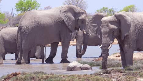 A-large-group-of-white-African-elephants-playfully-bathe-and-splash-at-a-watering-hole-at-Etosha-National-Park-Namibia-Africa