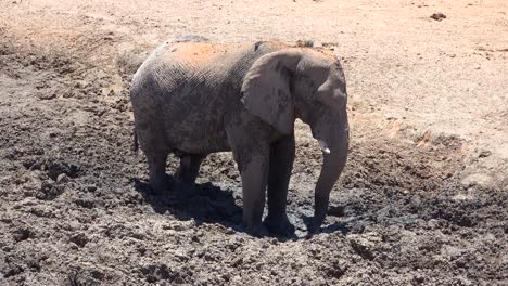 A-young-elephant-bathes-in-mud-at-a-watering-hole-on-the-African-savannah-with-in-Etosha-Park-Namibia-1