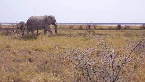 Seltener-Weißer-Elefant-Auf-Der-Salzpfanne-Bedeckt-Mit-Weißem-Staub-Im-Etosha-Nationalpark-Namibia-Afrika