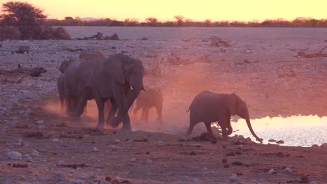 Thirsty-African-elephants-arrive-at-a-watering-hole-at-dusk-in-golden-light-and-bathe-and-drink-at-Etosha-National-Park-namibia