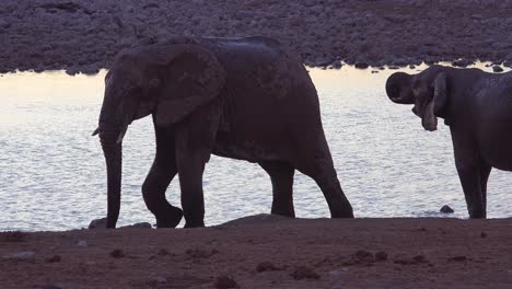 Los-Elefantes-Africanos-Sedientos-Llegan-A-Un-Abrevadero-Al-Atardecer-En-La-Luz-Dorada-Del-Atardecer-Y-Se-Bañan-Y-Beben-En-El-Parque-Nacional-De-Etosha,-Namibia-3