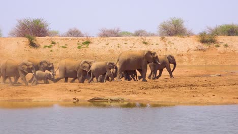 A-large-herd-of-thirsty-and-dusty-African-elephants-arrive-at-a-watering-hole-and-drink-and-play-in-Erindi-Park-Namibia